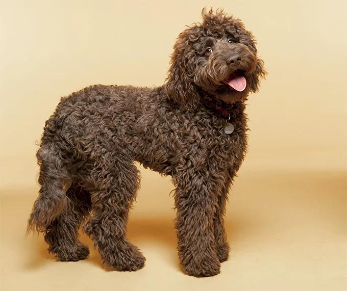 This is a labra-poodle